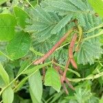 Desmanthus virgatus Fruit