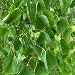 Cercidiphyllum japonicum Leaf