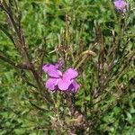 Hesperis matronalisCvet