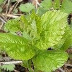 Alnus alnobetula Blatt