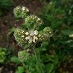 Phacelia heterophylla 花