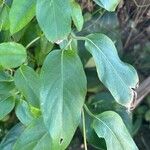 Paederia foetida Blatt