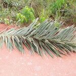 Raphia textilis Hoja