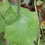 Doronicum pardalianches Foglia