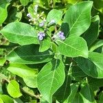 Vitex trifolia Sonstige