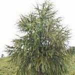 Larix potaninii