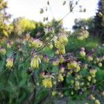 Thalictrum simplexफूल