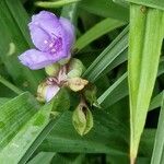 Tradescantia virginiana Fiore