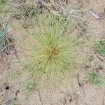 Spinifex littoreus Leaf