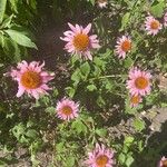 Echinacea angustifolia Цвят