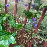 Hardenbergia comptoniana Кветка