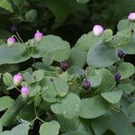 Clematis viorna Habitus