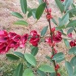 Erythrina crista-galli Kvet