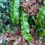 Asplenium scolopendrium পাতা