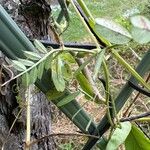 Vicia segetalis Folla