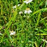 Melampodium leucanthum Кветка