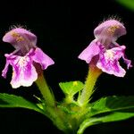 Galeopsis pubescens Λουλούδι