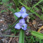 Tradescantia reverchonii Blüte