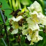 Catalpa ovata Kukka