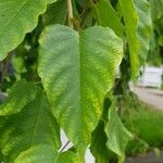 Ipomoea intrapilosa Φύλλο