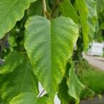 Ipomoea intrapilosa