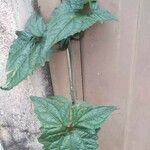 Mikania scandens Fuelha