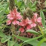 Indigofera volkensii Flower