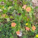 Lysimachia arvensis Flower