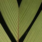 Calyptrogyne trichostachys Fruto
