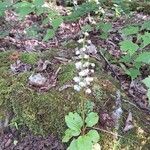 Pyrola elliptica Цветок