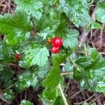 Ribes alpinumFruit