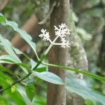 Chassalia corallioides Floare