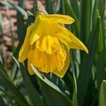 Narcissus pseudonarcissus Цветок