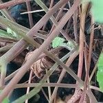 Pelargonium mossambicense Bark