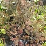 Utricularia australis Leaf