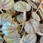 Peperomia albovittata 叶