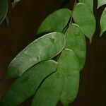 Crudia bracteata Лист