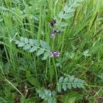 Vicia sepium Агульны выгляд