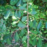 Erythroxylum suberosum Folla