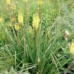 Kniphofia uvaria عادت داشتن