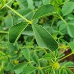 Crotalaria incana Leaf