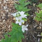 Campanula lactiflora फूल