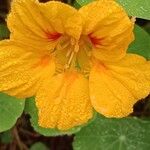 Tropaeolum majus Fleur