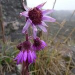 Senecio wedglacialis Flower
