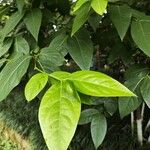 Chimonanthus praecox Φύλλο