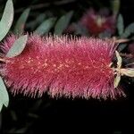 Melaleuca flammea