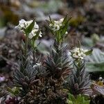 Draba incana Hábito