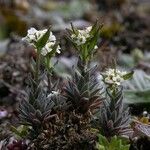 Draba incana Natur