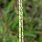 Axonopus fissifolius Плод