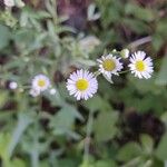 Erigeron strigosusപുഷ്പം